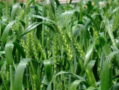 新型转基因小麦产量有望提高20%